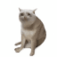 CASHCAT